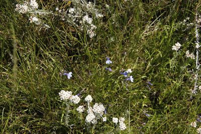 Lobelia flaccida, photographed by Tony Rebelo