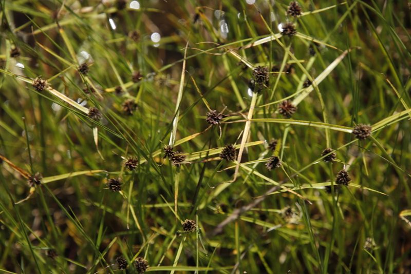 Cyperus bracheilema, photographed by Tony Rebelo