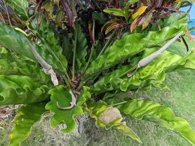 Anthurium schlechtendalii, photographed by JCorven