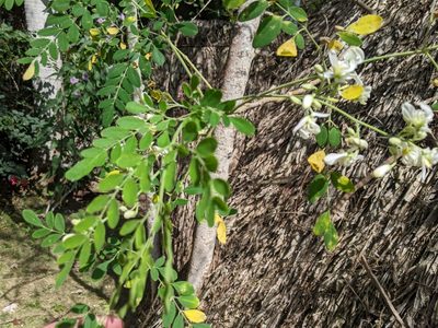 Moringa oleifera, photographed by JCorven