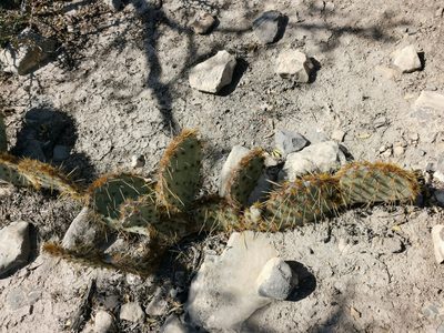 Opuntia rastrera, photographed by Francisco Martínez González