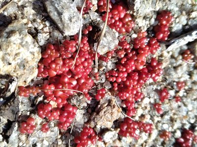 Sedum smallii, photographed by Scott Ward