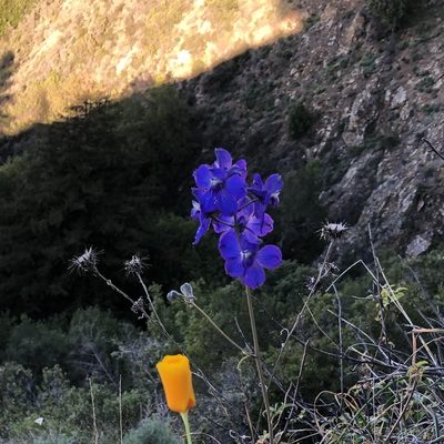Delphinium hutchinsoniae, photographed by Christine Rudman
