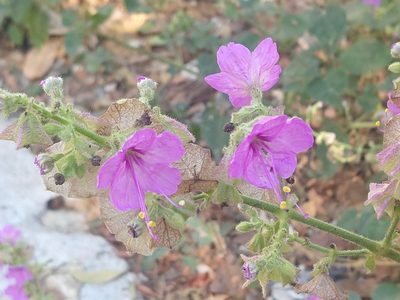 Mirabilis viscosa, photographed by Francisco Emilio Roldán Velasco