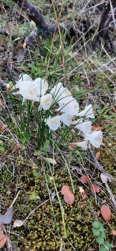 Narcissus cantabricus, photographed by Antón David Pérez Rodríguez