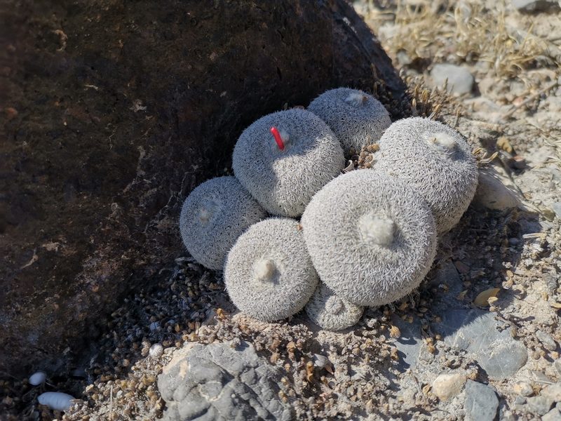 Epithelantha spinosior, photographed by Francisco Martínez González
