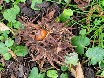 Corylus colurna, photographed by Andrea