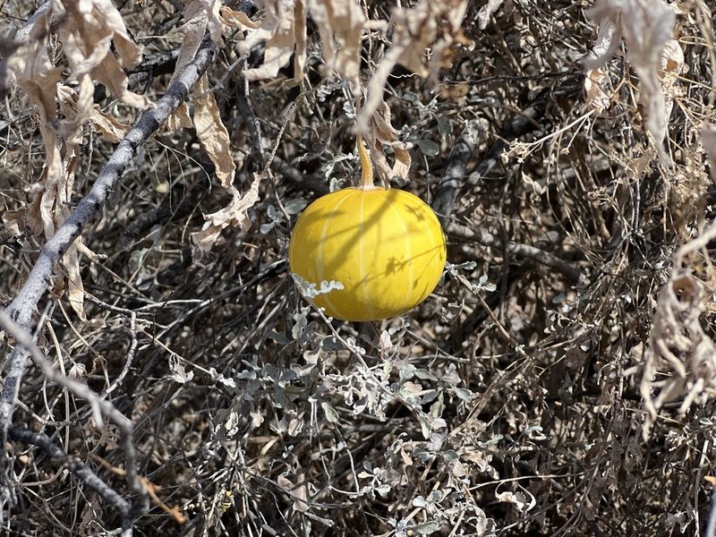 Cucurbita digitata, photographed by Ian McFaul