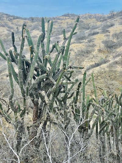 Armatocereus cartwrightianus, photographed by GP