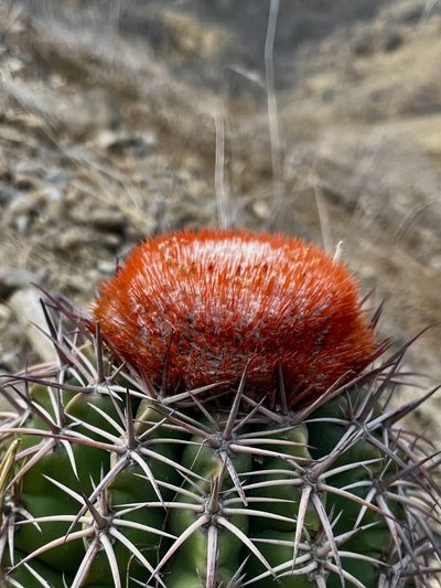 Melocactus peruvianus, photographed by GP