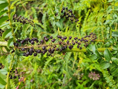 Coriaria ruscifolia, photographed by Ciencia1.com