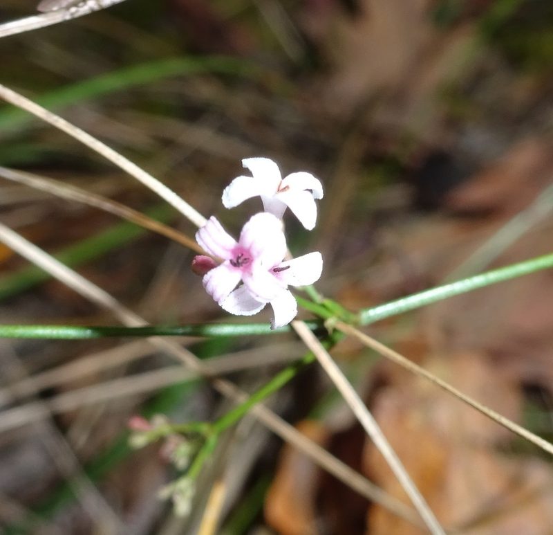 Cynanchica pyrenaica, photographed by Guillaume Hoffmann