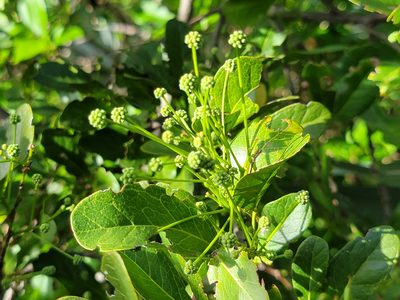 Pithecellobium keyense