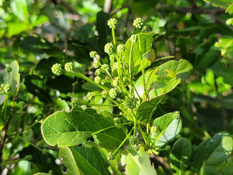 Pithecellobium keyense, photographed by Theo Summer