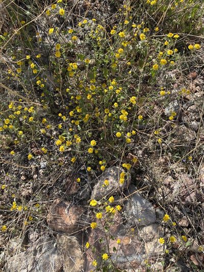 Perityle californica, photographed by Luis Fernando Valdez Ojeda