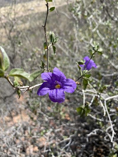Ruellia californica, photographed by Luis Fernando Valdez Ojeda