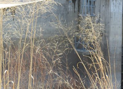 Panicum virgatum, photographed by Marilynn Miller