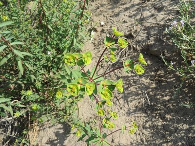 Euphorbia terracina, photographed by redrovertracy