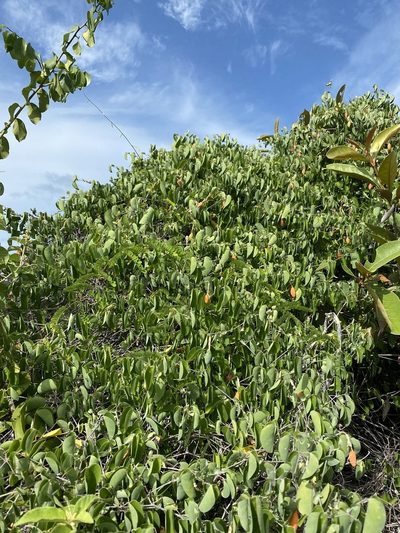 Passiflora subrotunda, photographed by Tim Hirsch