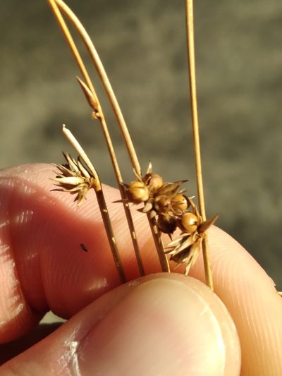 Juncus coriaceus, photographed by Scott Ward
