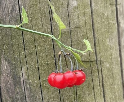 Solanum triquetrum, photographed by Rick Lanning