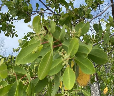 Laguncularia racemosa, photographed by Tim Hirsch