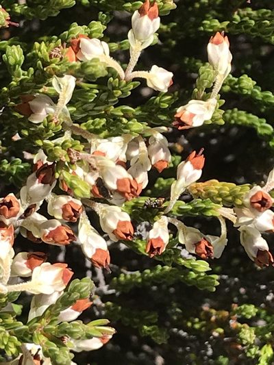 Erica pseudocalycina, photographed by Ren Hoekstra