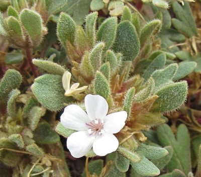 Collomia debilis, photographed by Wendy McCrady
