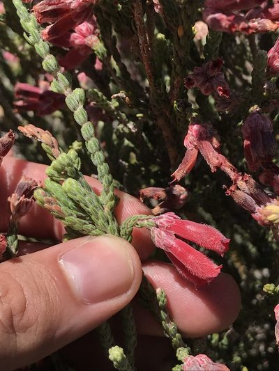 Erica strigilifolia, photographed by Ren Hoekstra