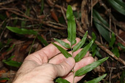 Lindsaea ensifolia, photographed by Greg Tasney