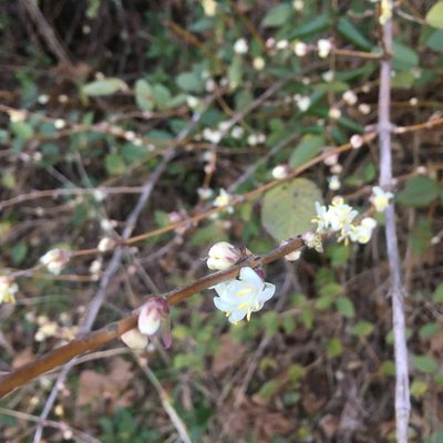 Lonicera fragrantissima, photographed by sarahalder