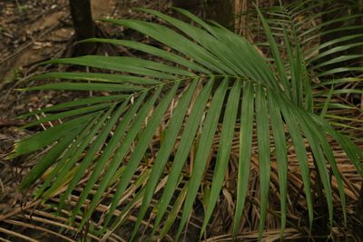 Archontophoenix cunninghamiana, photographed by Greg Tasney