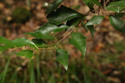 Scolopia braunii, photographed by Greg Tasney