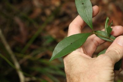 Syzygium smithii, photographed by Greg Tasney