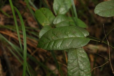 Hypserpa decumbens, photographed by Greg Tasney