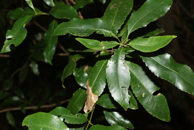 Schizomeria ovata, photographed by Greg Tasney