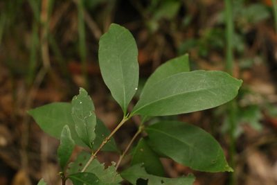 Cyclophyllum longipetalum, photographed by Greg Tasney