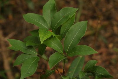 Syncarpia glomulifera, photographed by Greg Tasney