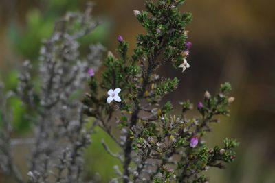 Arcytophyllum nitidum, photographed by Andrés Ramírez-Barrera