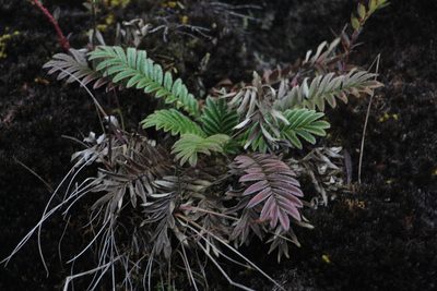 Acaena cylindristachya, photographed by Andrés Ramírez-Barrera