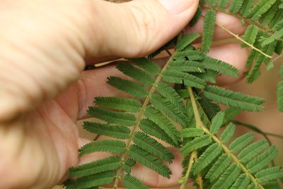 Acacia oshanesii, photographed by Greg Tasney