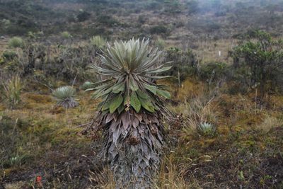 Espeletia corymbosa, photographed by Andrés Ramírez-Barrera