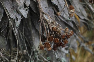 Espeletia corymbosa, photographed by Andrés Ramírez-Barrera