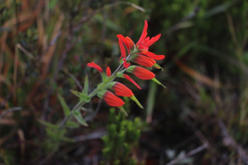 Castilleja integrifolia, photographed by Andrés Ramírez-Barrera