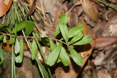 Hibbertia aspera, photographed by Greg Tasney