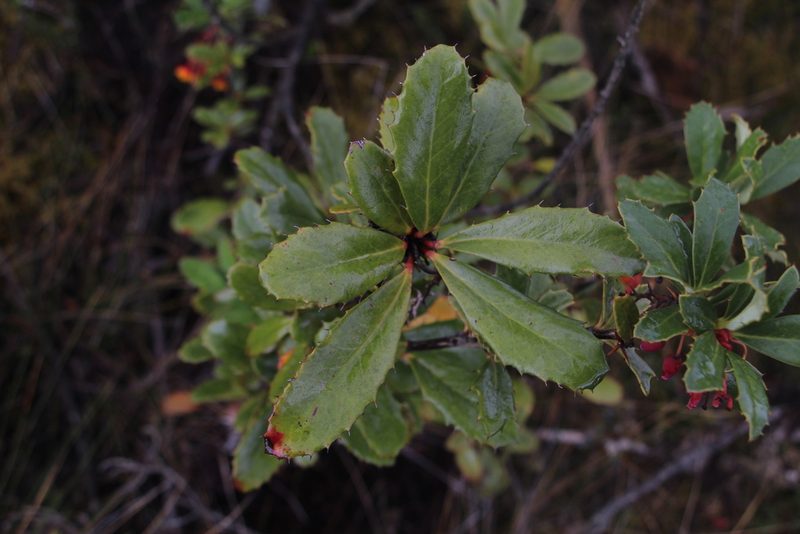 Berberis goudotii, photographed by Andrés Ramírez-Barrera