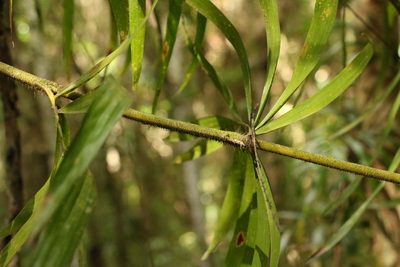 Calamus muelleri, photographed by Greg Tasney