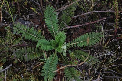 Acaena cylindristachya, photographed by Andrés Ramírez-Barrera