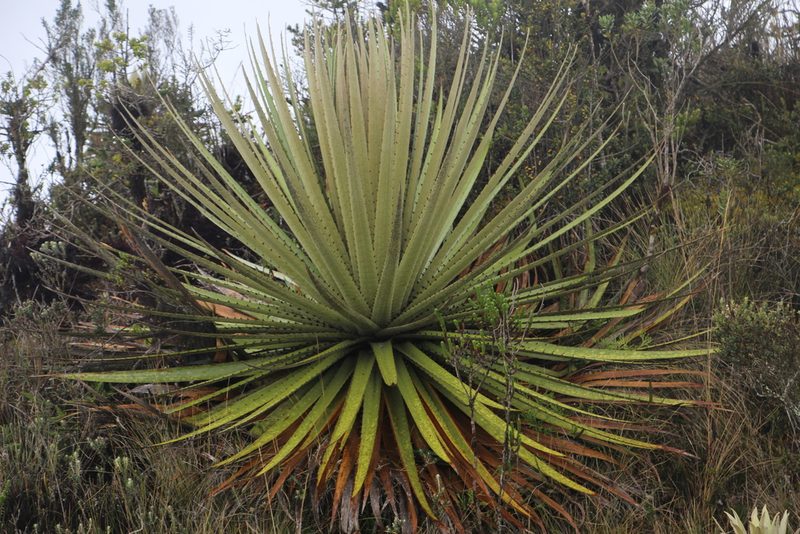 Puya goudotiana, photographed by Andrés Ramírez-Barrera