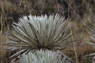 Espeletia argentea, photographed by Andrés Ramírez-Barrera